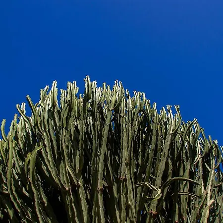 布干维尔住宿加早餐酒店 住宿加早餐酒店