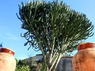 布干维尔住宿加早餐酒店 住宿加早餐酒店 切法卢