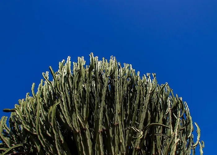 Bouganville فندق مبيت وإفطار